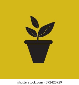 Plants in flower pot