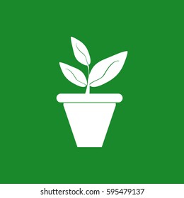 Plants in flower pot