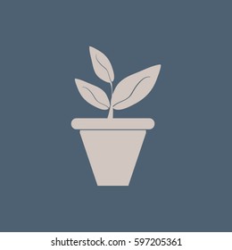 Plants in flower pot
