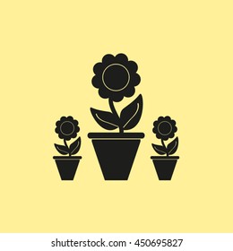 Plants in flower pots
