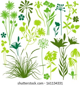 Plants and flowers