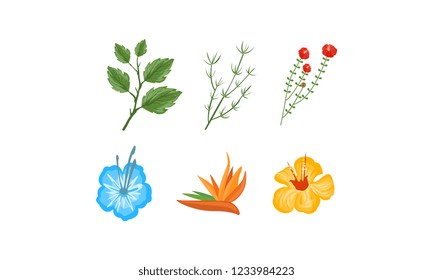 Plants and flowers collection, design elements for invitation, greeting cards, spa, beauty care products vector Illustration