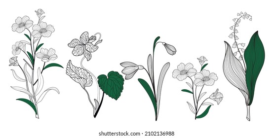 Planta flores dibujando a mano alzada. Aislar sobre un fondo blanco. Ilustración vectorial.
