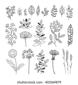 Plants and flowers hand sketched design nature elements vector on white background