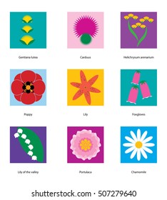 Plants and flowers icons. Carduus, chamomile, lily of the valley, lily, foxgloves, poppy herb Vector illustration