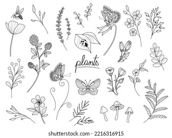 Plants   flowers