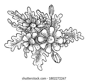 Plants and flowers. Outline hand drawing. Isolated vector object on white background. Beautiful spreading branches and leaves for the pattern. Ink.