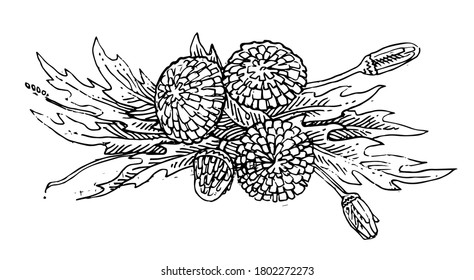 Plants and flowers. Outline hand drawing. Isolated vector object on white background. Beautiful spreading branches and leaves for the pattern. Ink.
