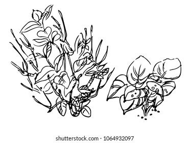 plants in the garden sketch
