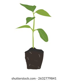 Las plantas crecen en el suelo. Brote de primavera verde con raíces 