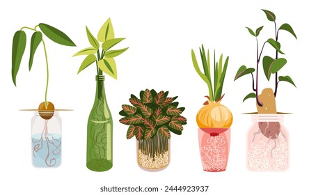 Plantas que crecen en botella de vidrio con agua en casa. Cultivo de aguacate a partir de semilla, cebolla a partir del bulbo, propagación por estacas en agua. Jardinería casera, ideas de cultivo de flores. Ilustración vectorial.