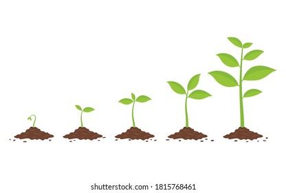 Plants growing in the ground. Phases plant growing. Planting tree infographic. Evolution concept. Vector illustration isolated on white background. - Shutterstock ID 1815768461