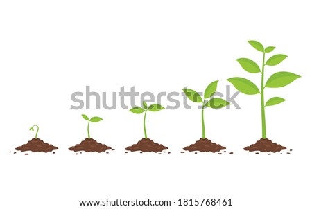 Plants growing in the ground. Phases plant growing. Planting tree infographic. Evolution concept. Vector illustration isolated on white background.