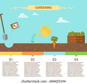 Plants Growing info graphic with planting process of carrot. Four stages of growing.
