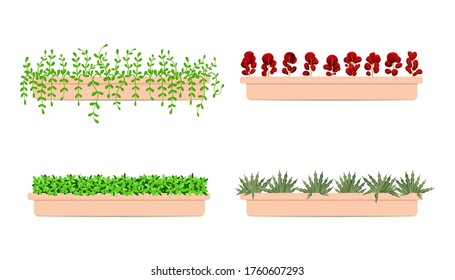 Plantas que crecen en la recolección de ollas