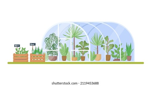 Plants growing in pots or planters inside glass greenhouse. Glasshouse or botanical garden. Modern home gardening, potted plants and flowers