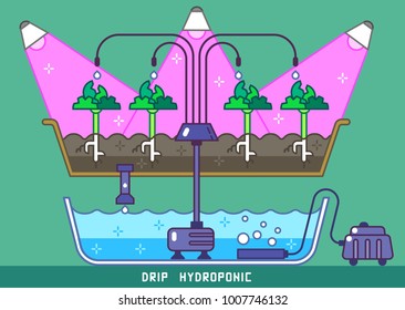 Plants growing under Grow light with hydroponics drip pipes and pump