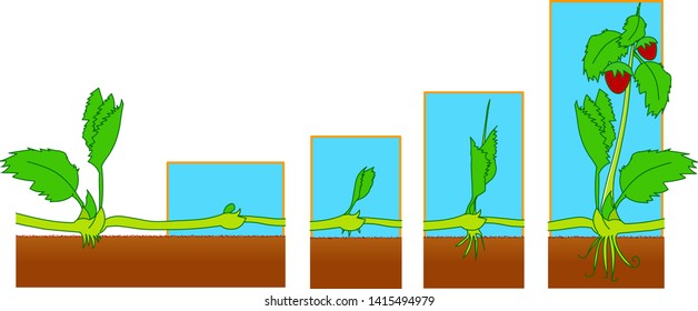 Plants growth and development stages. Strawberry reproduction system.  Vegetative propagation types in plants. Runners. Step by step.  2d drawing vector. illustration.