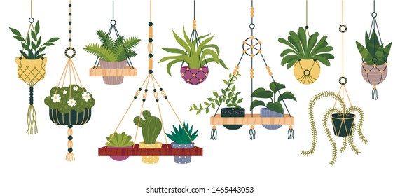 Plants in hanging pots set, flowerpot indoor element. Macrame hangers for home plants. Vector flat style cartoon illustration isolated on white background