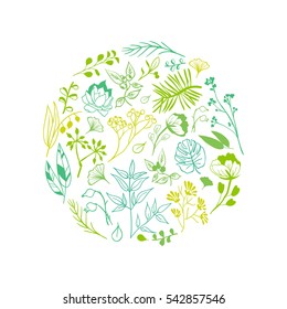 Plants and herbs background