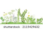 Plants and herbs - illustration vector 