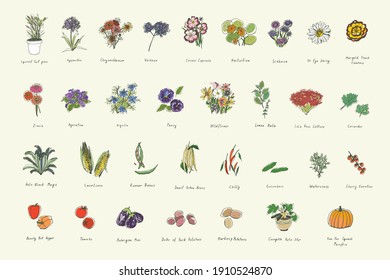 Plants, herbs, vegetables, flowers vector illustrations set