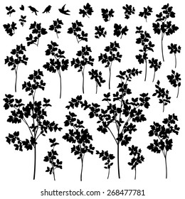 Plants illustration