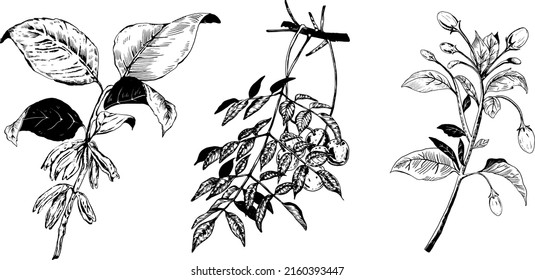 Plants illustration_Black and White pattern