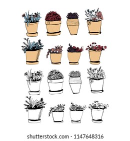 Plants illustrations. Hand drawn object for your design