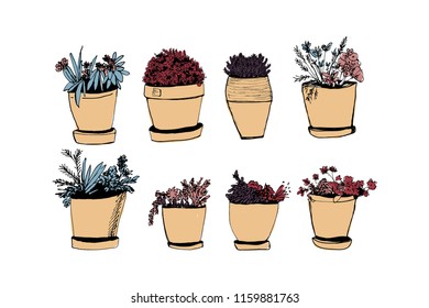 Plants illustrations. Hand drawn object for your design