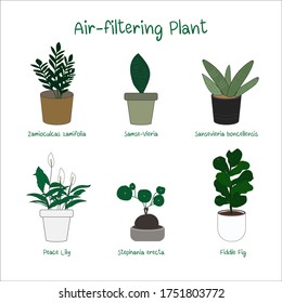 plants, indoor and office plants in pot, Air filtering Plant,Boston Fern,Lily Turf,monstera plant,Rubber Plant,Gerbera Daisy,urn plant, vector icon set illustration