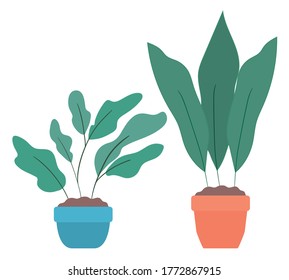 Plants inside pots design of Floral nature garden ornament botany decoration beauty and flora theme Vector illustration