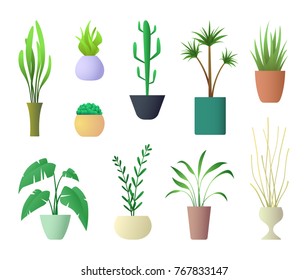 Plants Interior for Home Hotel or Office. Vector illustration of Potted Plant.