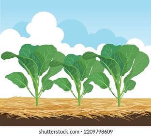 kale de plantas en la ilustración del jardín