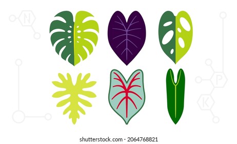 Plantas salen de Philodendron Monstera, Bilitea variegated, Selloum, Obliqua, Caladium Fancy ilustración de icono