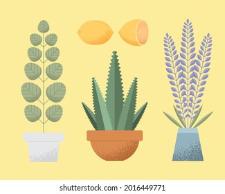 plants and lemon fruit set icons