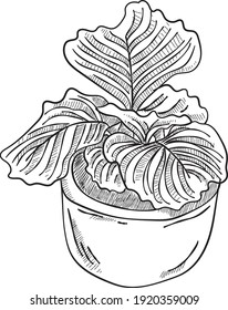 plants line drawings illustrator vector