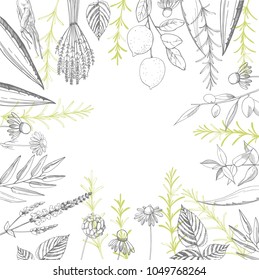 Plants for natural cosmetics. Organic cosmetics background. Vector illustration