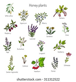 Plants - nectar sources for honey bees. Vector set