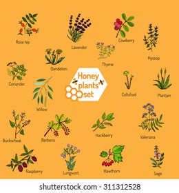 Plants - nectar sources for honey bees. Vector set