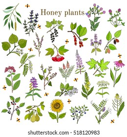 Plants - nectar sources for honey bees. Vector hand drawn set