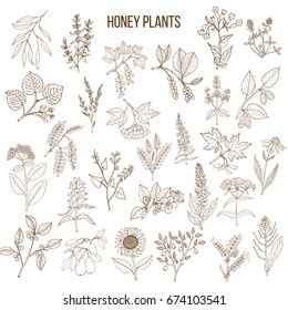 Plants - nectar sources for honey bees. Vector hand drawn set