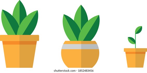 Plants on two types of pots and baby plants in small pots