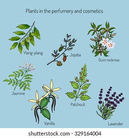 Plants in the perfumery and cosmetics. Vector illustration