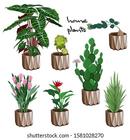 plants for placement in the house, home flowers, flowering plants for the house
