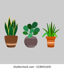 Plants in pot vector illustration set. Flat illustration.