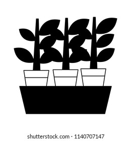 Plants in pots in black and white
