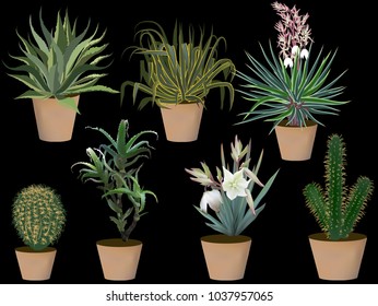 plants in pots collection isolated on black background