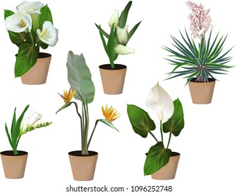 plants in pots collection isolated on white background