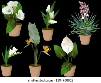 plants in pots collection isolated on black background
